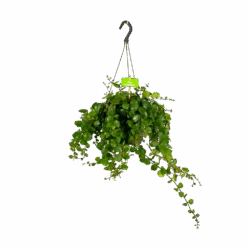 Aeschynanthus Pink Polka - Lipstickplant - In Hangpot - P17 H40 - Kamerplant