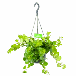 Aeschynanthus Pink Polka - Lipstickplant - In Hangpot - P15 H20 - Kamerplant