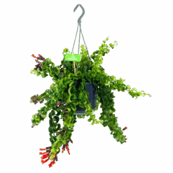 Aeschynanthus Rasta - Lipstickplant - In Hangpot - P15 H20 - Kamerplant