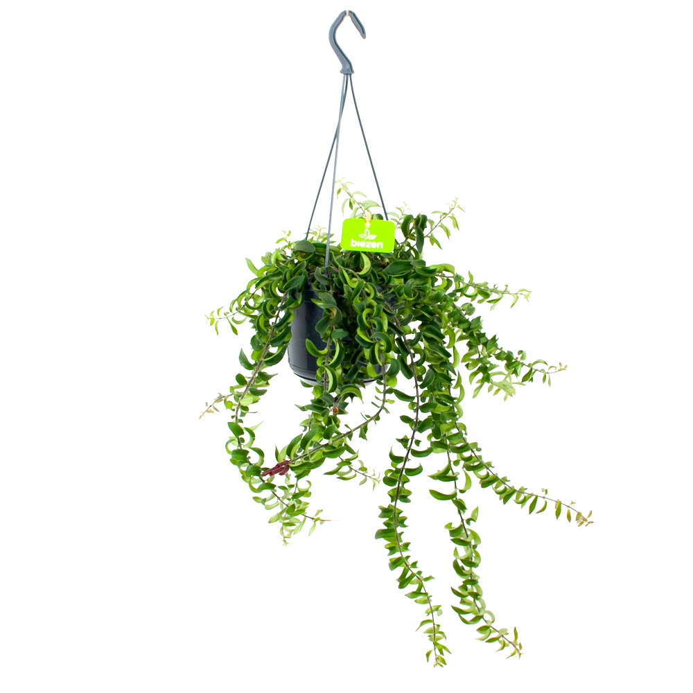 Aeschynanthus Twister - Lipstickplant - In Hangpot - P15 H20 - Kamerplant