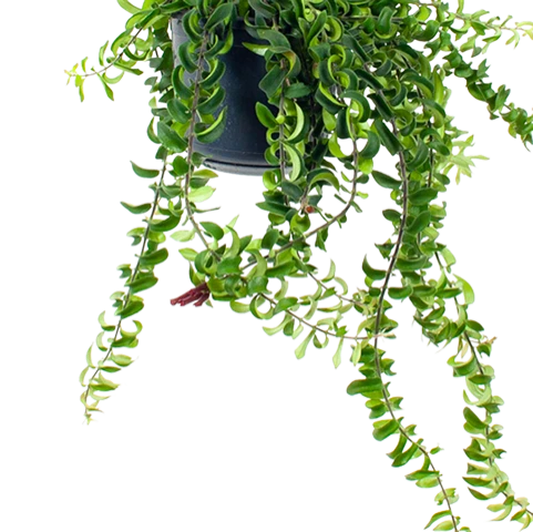 Aeschynanthus Twister - Lipstickplant - In Hangpot - P15 H20 - Kamerplant - Afbeelding 2