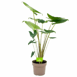 Alocasia Zebrina - Olifantsoor - P21 H70 - Kamerplant
