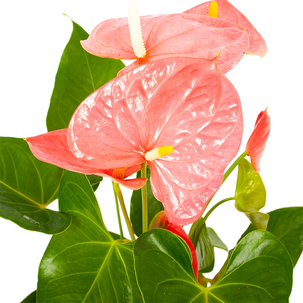 Anthurium Andreanum - Flamingoplant - P17 H70 Roze - Kamerplant - Afbeelding 2