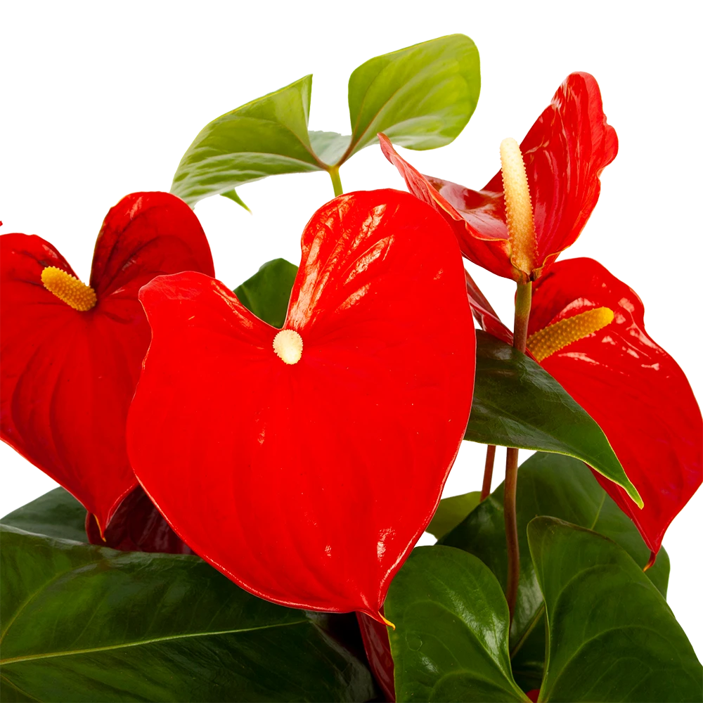 Anthurium Andreanum - Flamingoplant - P30 H80 Rood - Kamerplant - Afbeelding 2
