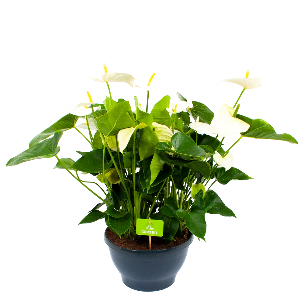 Anthurium Andreanum - Flamingoplant - P30 H80 Wit - Kamerplant