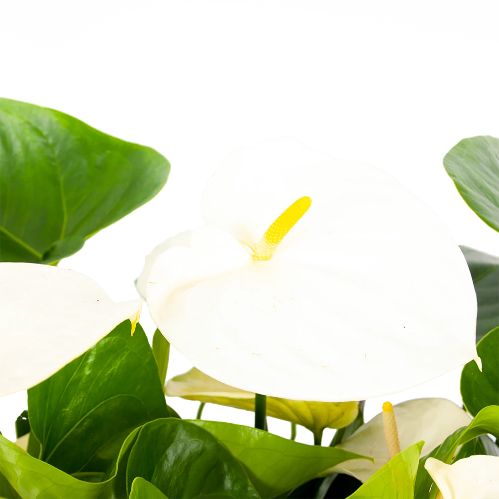Anthurium Andreanum - Flamingoplant - P30 H80 Wit - Kamerplant - Afbeelding 2