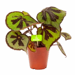 Begonia Masoniana Rock - P15 H30 - Kamerplant