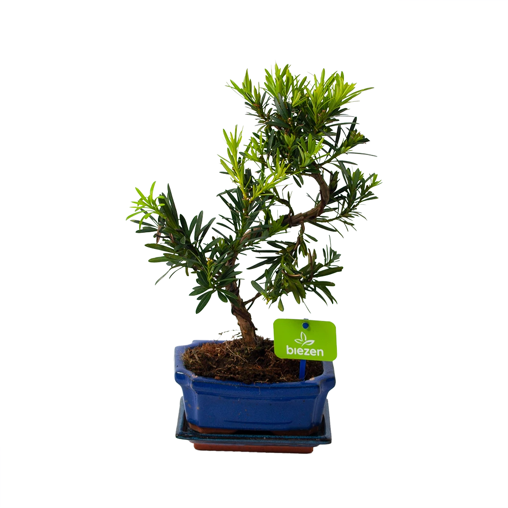 Bonsai Podocarpus Chinensis - P16 H30 - Kamerplant