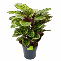Calathea Angela - Livingplant - P27 H80 - Kamerplant