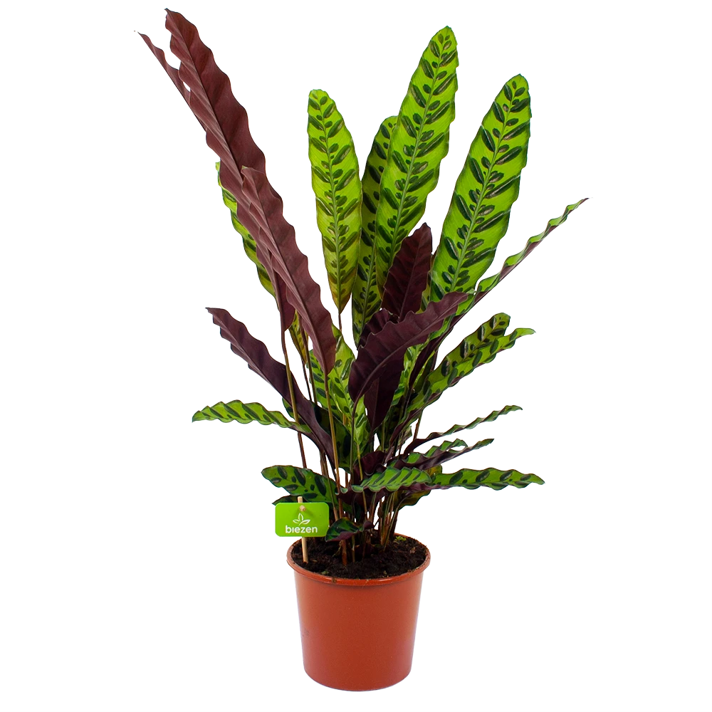 Calathea Insigne - Livingplant - P17 H65 - Kamerplant
