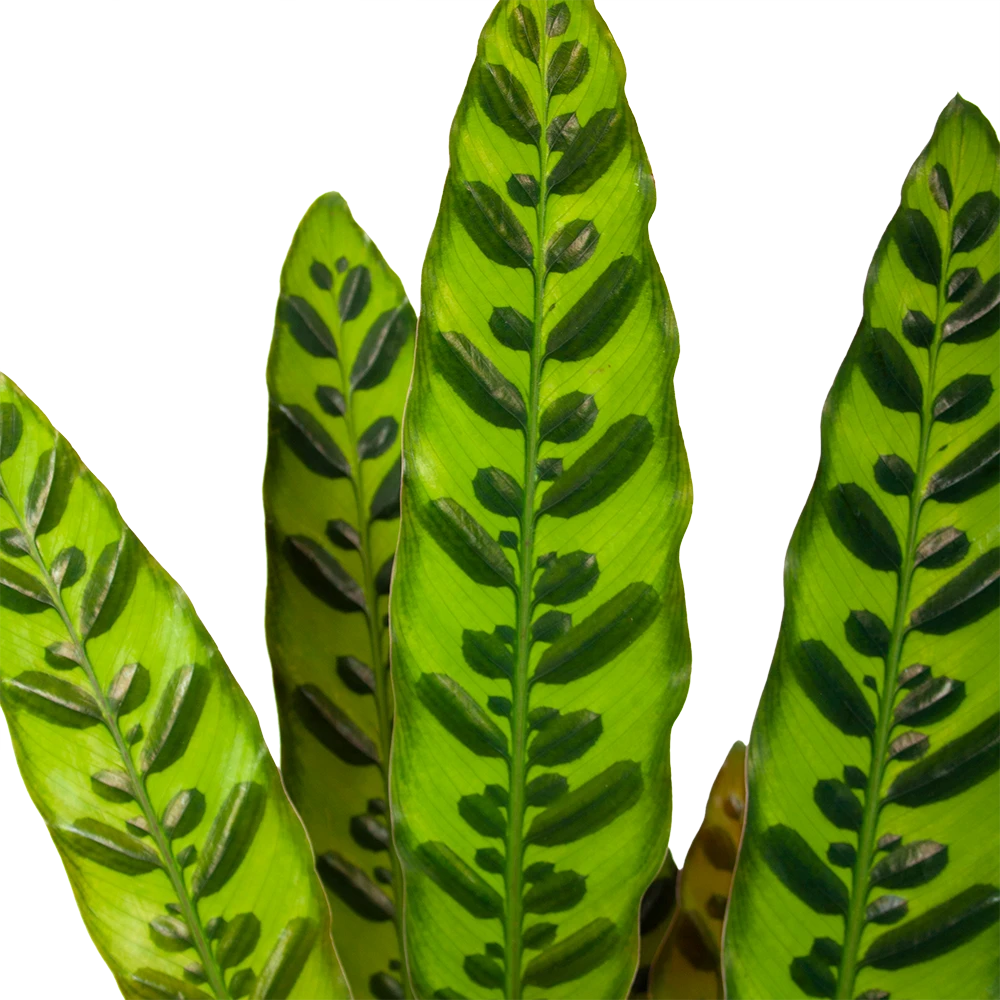 Calathea Insigne - Livingplant - P17 H65 - Kamerplant - Afbeelding 2