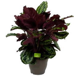 Calathea Medaillon - Schaduwplant - P32 H80 - Kamerplant