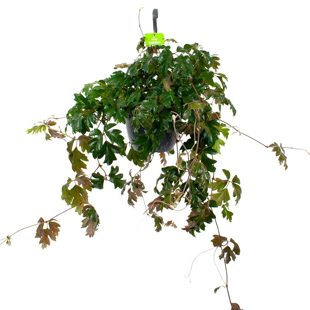 Cissus Rhombifolia - Kamerwijnstok - In Hangpot - P20 H40 - Kamerplant