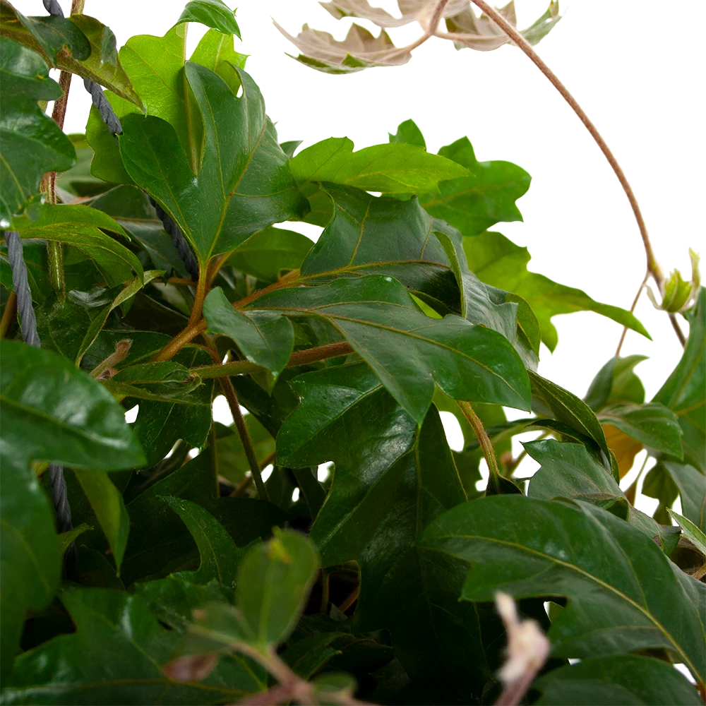 Cissus Rhombifolia - Kamerwijnstok - In Hangpot - P20 H40 - Kamerplant - Afbeelding 2