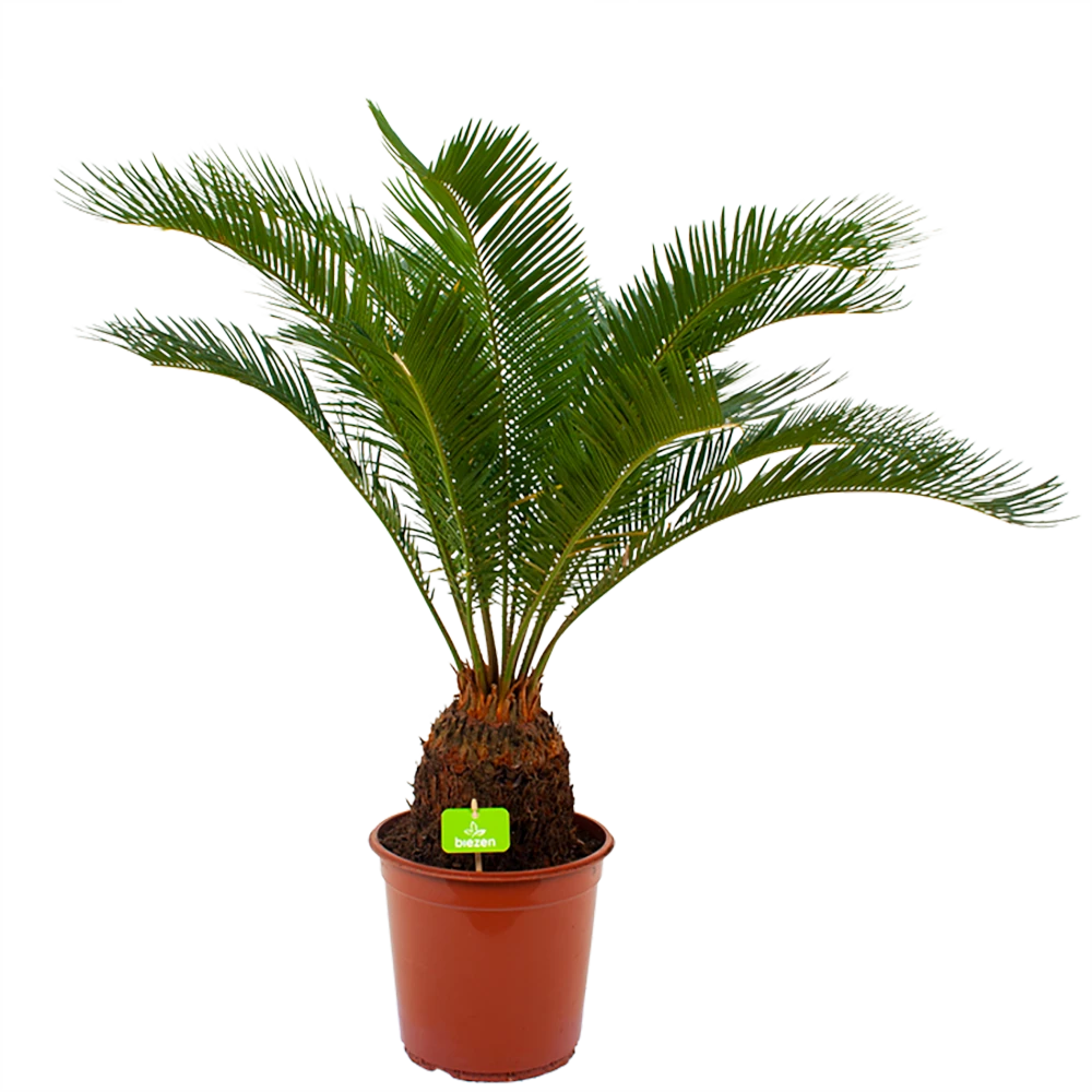 Cycas Revoluta - Vredespalm - P24 H85 - Kamerplant