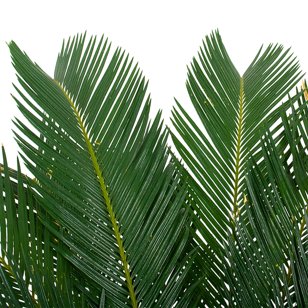 Cycas Revoluta - Vredespalm - P24 H85 - Kamerplant - Afbeelding 2