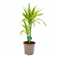 Dracaena Lemon Lime - Op Stam - Drakenbloedboom - P17 H65 - Kamerplant