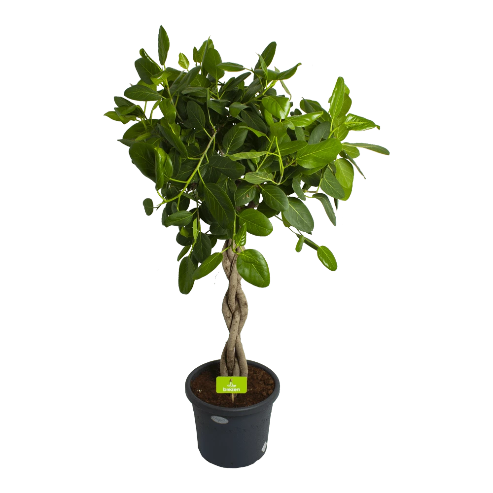 Ficus Benghalensis Audrey Op Gevlochten Stam - Groene Vijg - P40 H175 - Kamerplant
