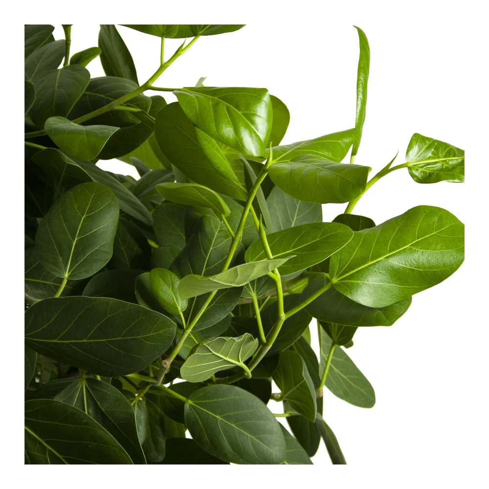 Ficus Benghalensis Audrey Op Gevlochten Stam - Groene Vijg - P40 H175 - Kamerplant - Afbeelding 3