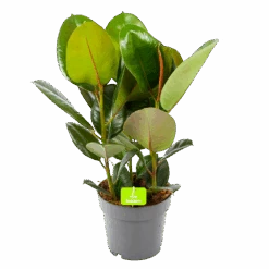 Ficus Elastica Robusta - Rubberboom - P19 H55 - Kamerplant