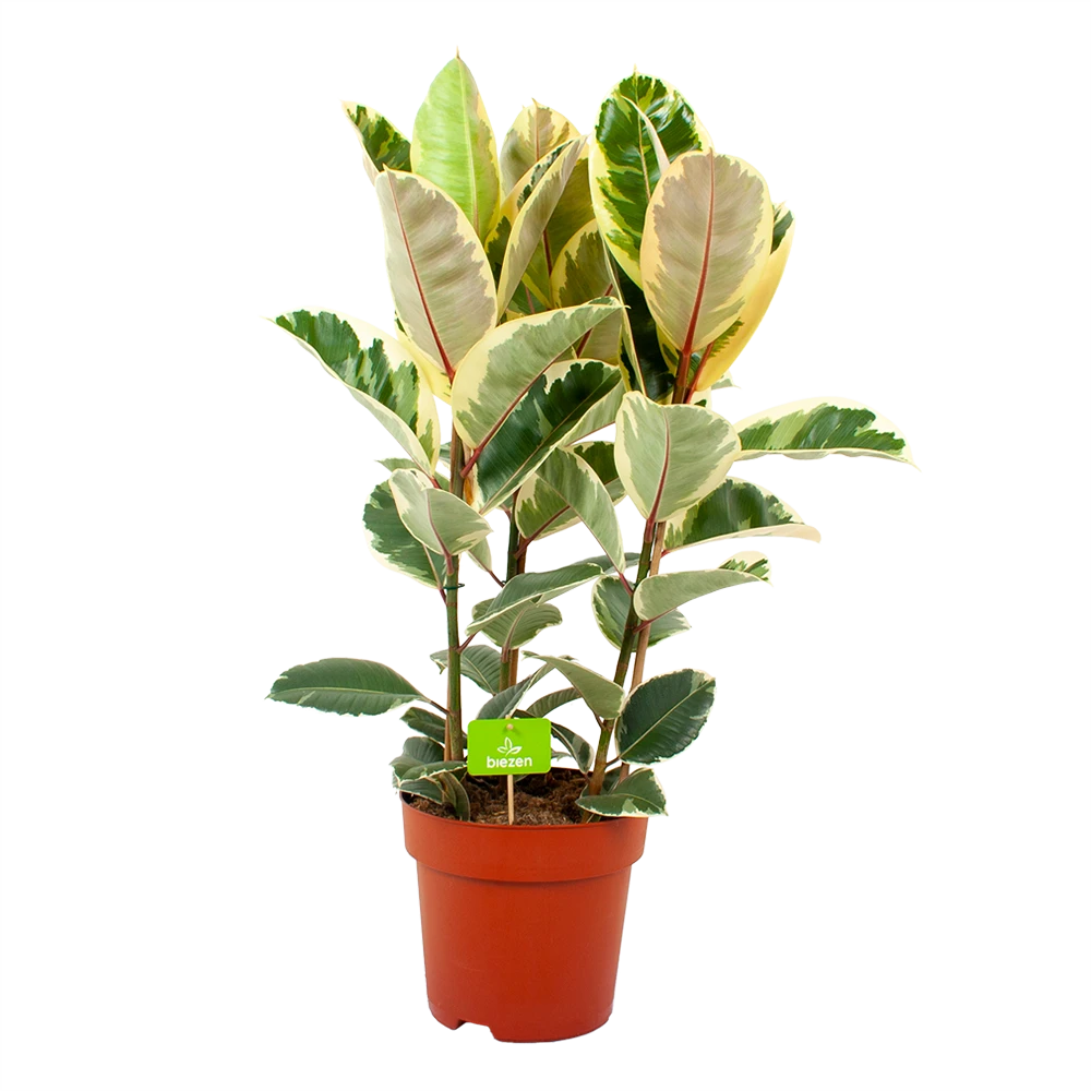 Ficus Elastica Tineke - Rubberboom - P27 H100 - Kamerplant