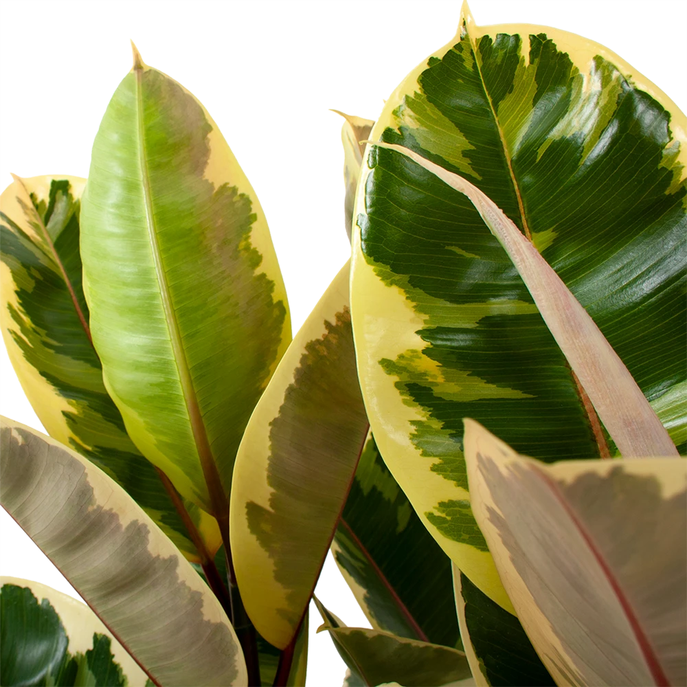 Ficus Elastica Tineke - Rubberboom - P27 H100 - Kamerplant - Afbeelding 2