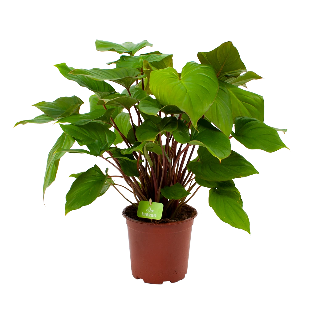 Homalomena Rubescens 'Maggy' - P19 H60 - Kamerplant