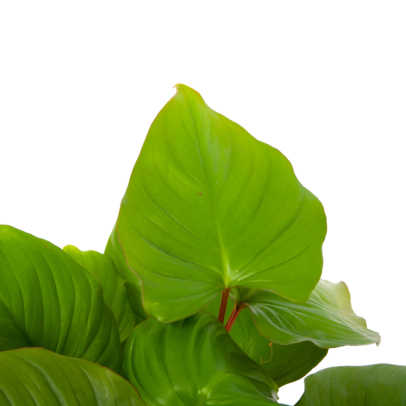 Homalomena Rubescens 'Maggy' - P19 H60 - Kamerplant - Afbeelding 2