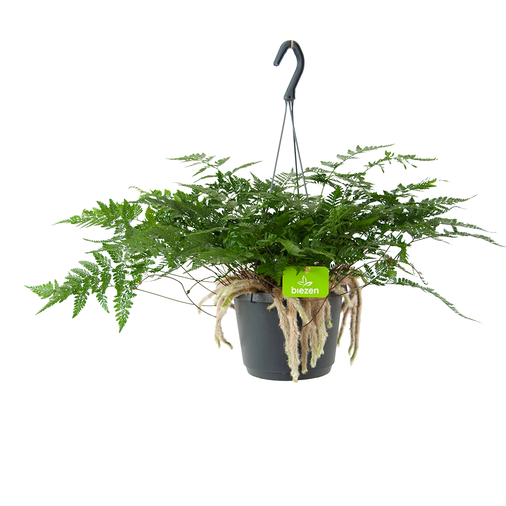 Humata Tyermannii - In Hangpot - P17 H30 - Kamerplant