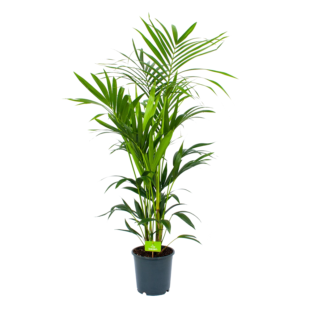 Kentiapalm - Howea Forsteriana - P24 H150 - Kamerplant