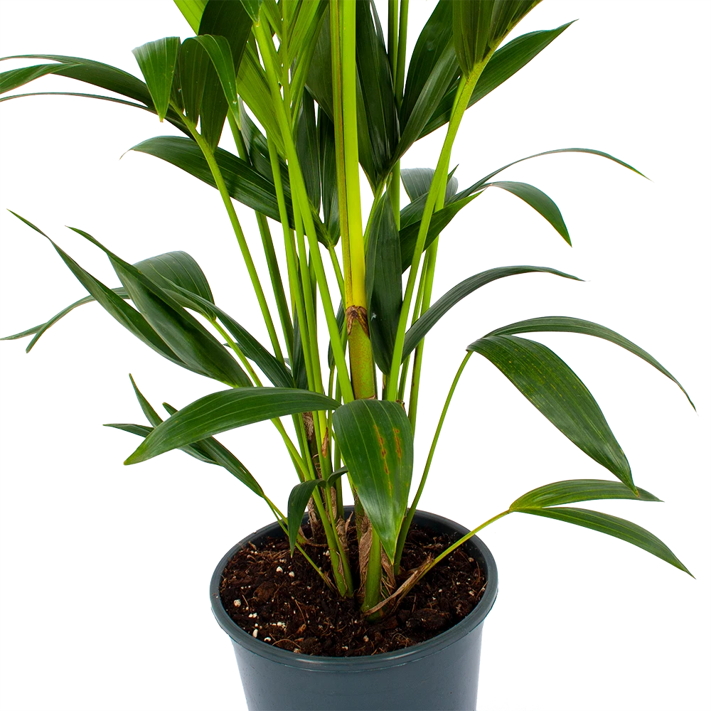 Kentiapalm - Howea Forsteriana - P24 H150 - Kamerplant - Afbeelding 2