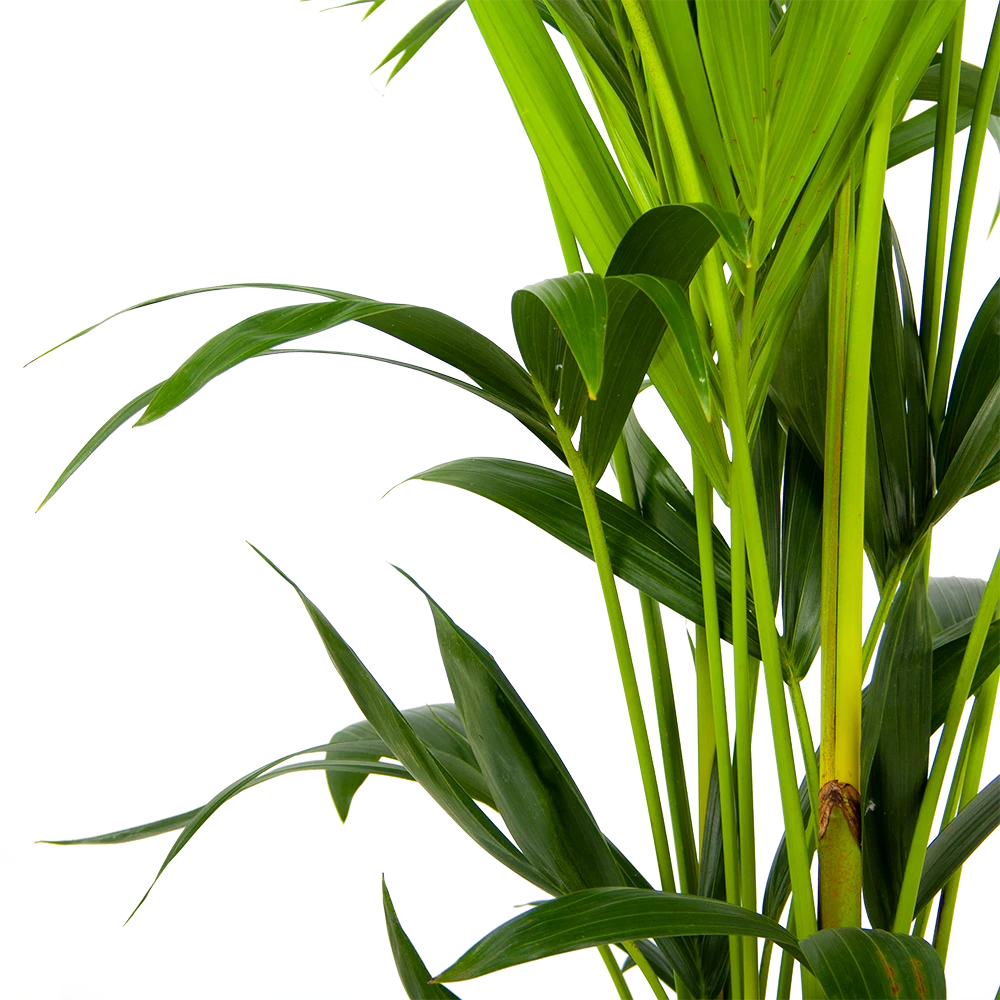 Kentiapalm - Howea Forsteriana - P24 H150 - Kamerplant - Afbeelding 3