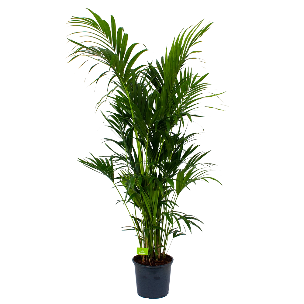 Kentiapalm - Howea Forsteriana - P32 H200 - Kamerplant