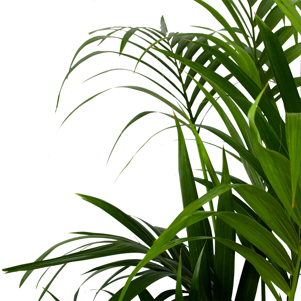 Kentiapalm - Howea Forsteriana - P32 H200 - Kamerplant - Afbeelding 2