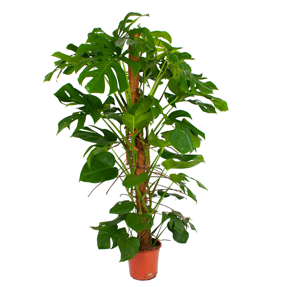 Monstera Deliciosa Op Mosstok - Gatenplant - P24 H150 - Kamerplant