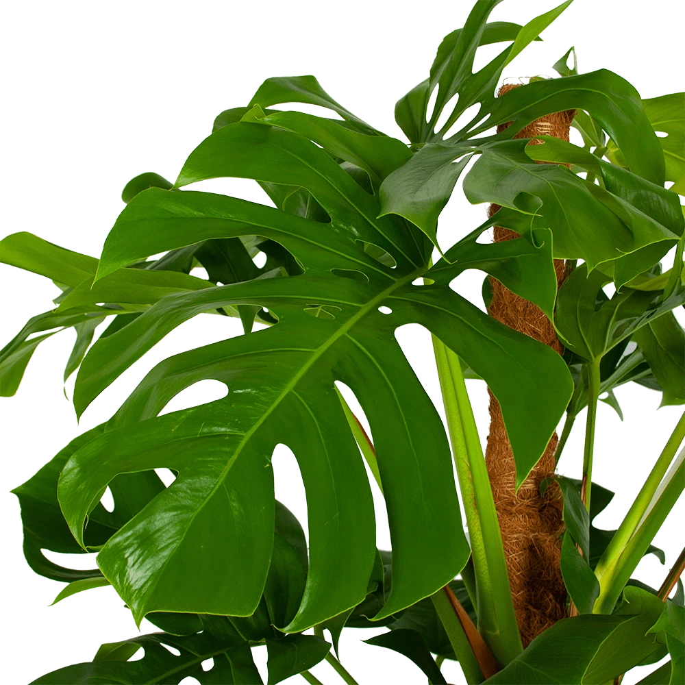 Monstera Deliciosa Op Mosstok - Gatenplant - P24 H150 - Kamerplant - Afbeelding 3