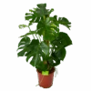 Monstera Deliciosa Op Mosstok - Gatenplant - P27 H120 - Kamerplant