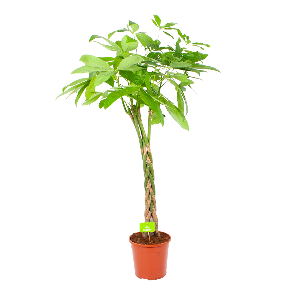 Pachira Aquatica - Geldboom - P24 H135 - Kamerplant