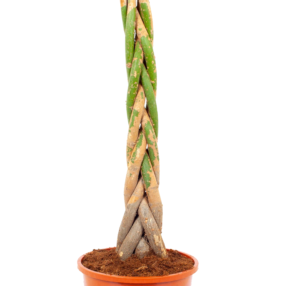 Pachira Aquatica - Geldboom - P24 H135 - Kamerplant - Afbeelding 2