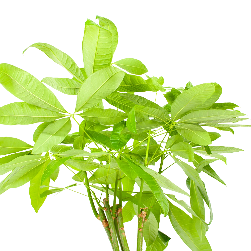 Pachira Aquatica - Geldboom - P24 H135 - Kamerplant - Afbeelding 3