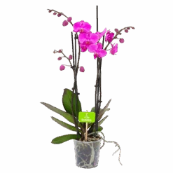 4 Taks Phalaenopsis Evolution - Vlinderorchidee - P12 H60 - Kamerplant