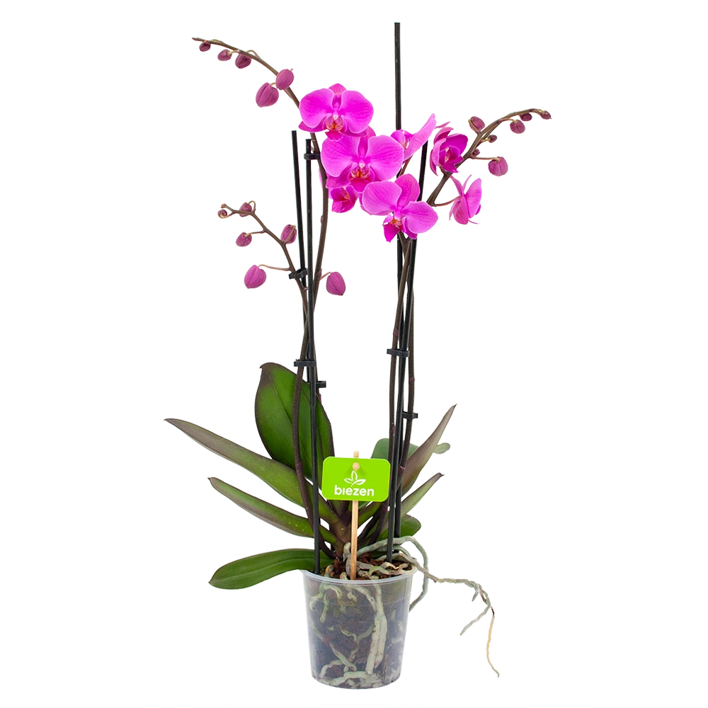 4 Taks Phalaenopsis Evolution - Vlinderorchidee - P12 H60 - Kamerplant