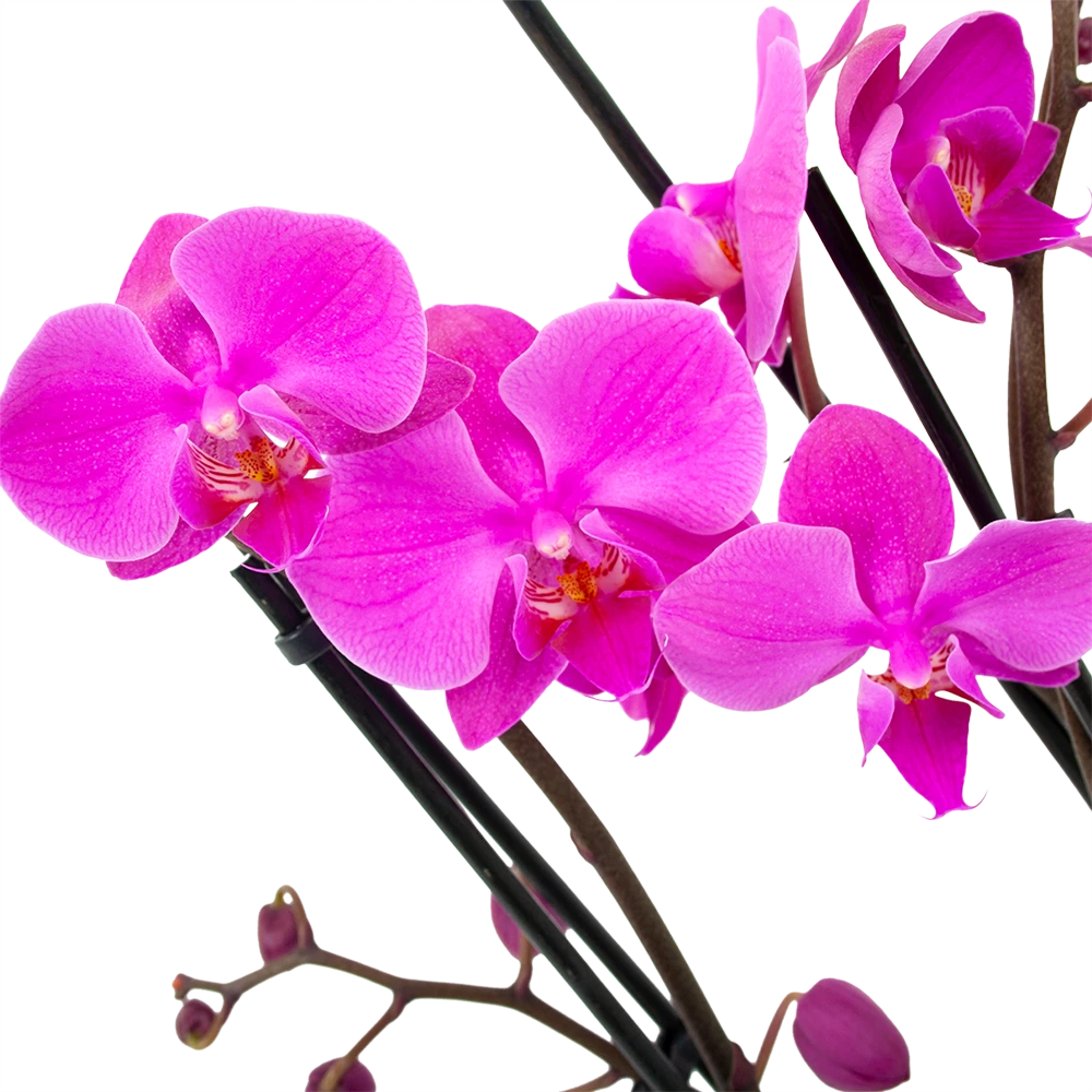4 Taks Phalaenopsis Evolution - Vlinderorchidee - P12 H60 - Kamerplant - Afbeelding 2