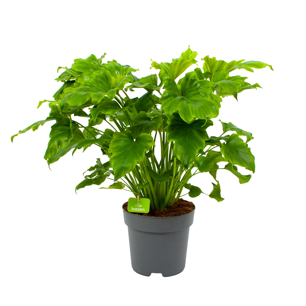 Philodendron Bipinnatifidum Little Hope - P21 H75 - Kamerplant