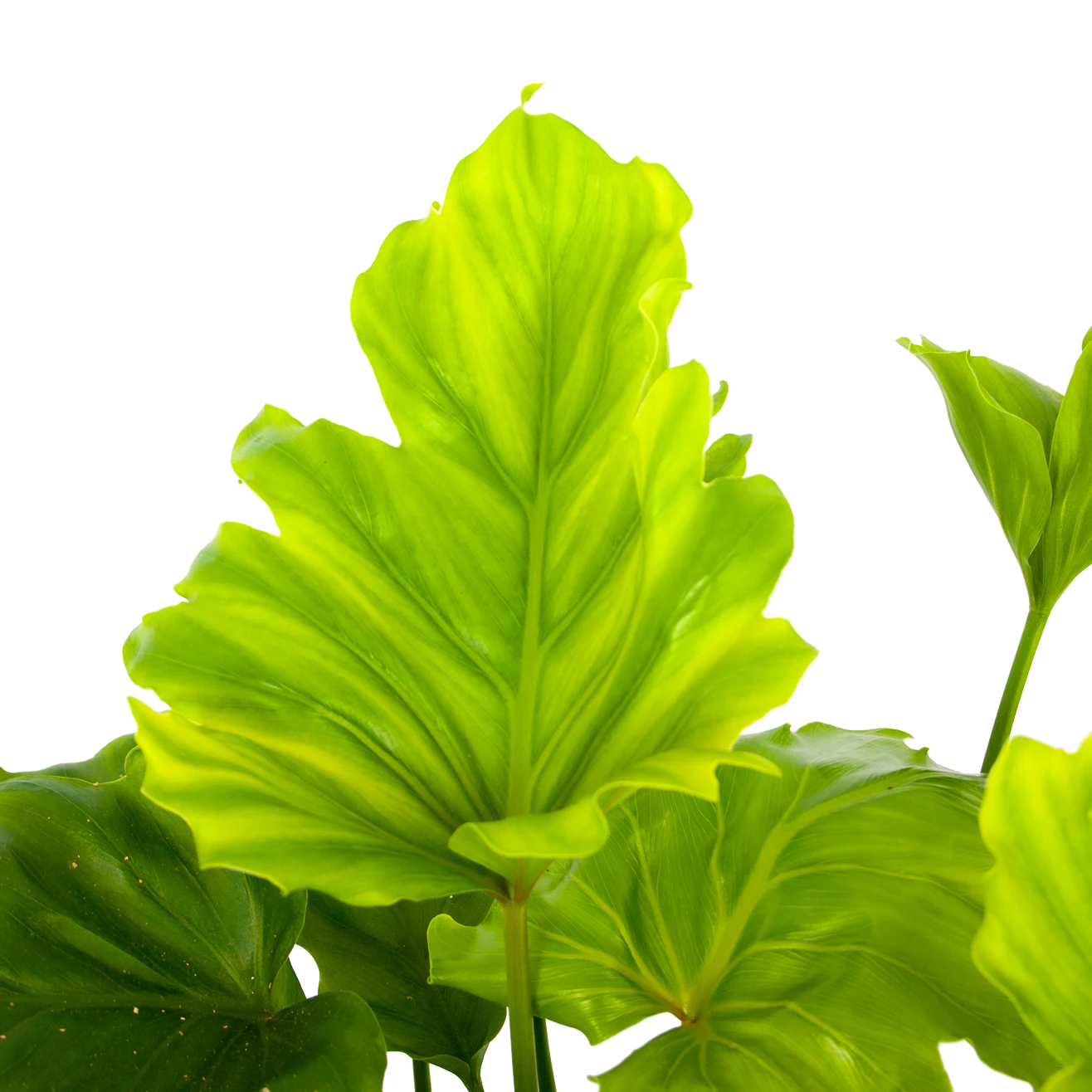 Philodendron Bipinnatifidum Little Hope - P21 H75 - Kamerplant - Afbeelding 2