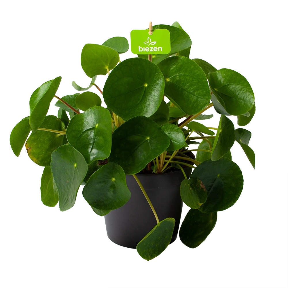 Pilea Peperomioides - Pannenkoekenplant - P17 H35 - Kamerplant