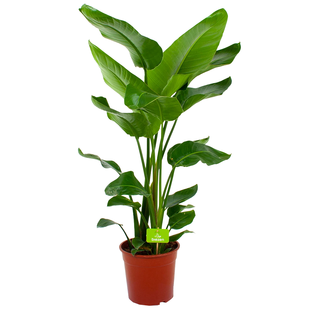 Strelitzia Nicolai - Paradijsvogelpant - P24 H100 - Kamerplant