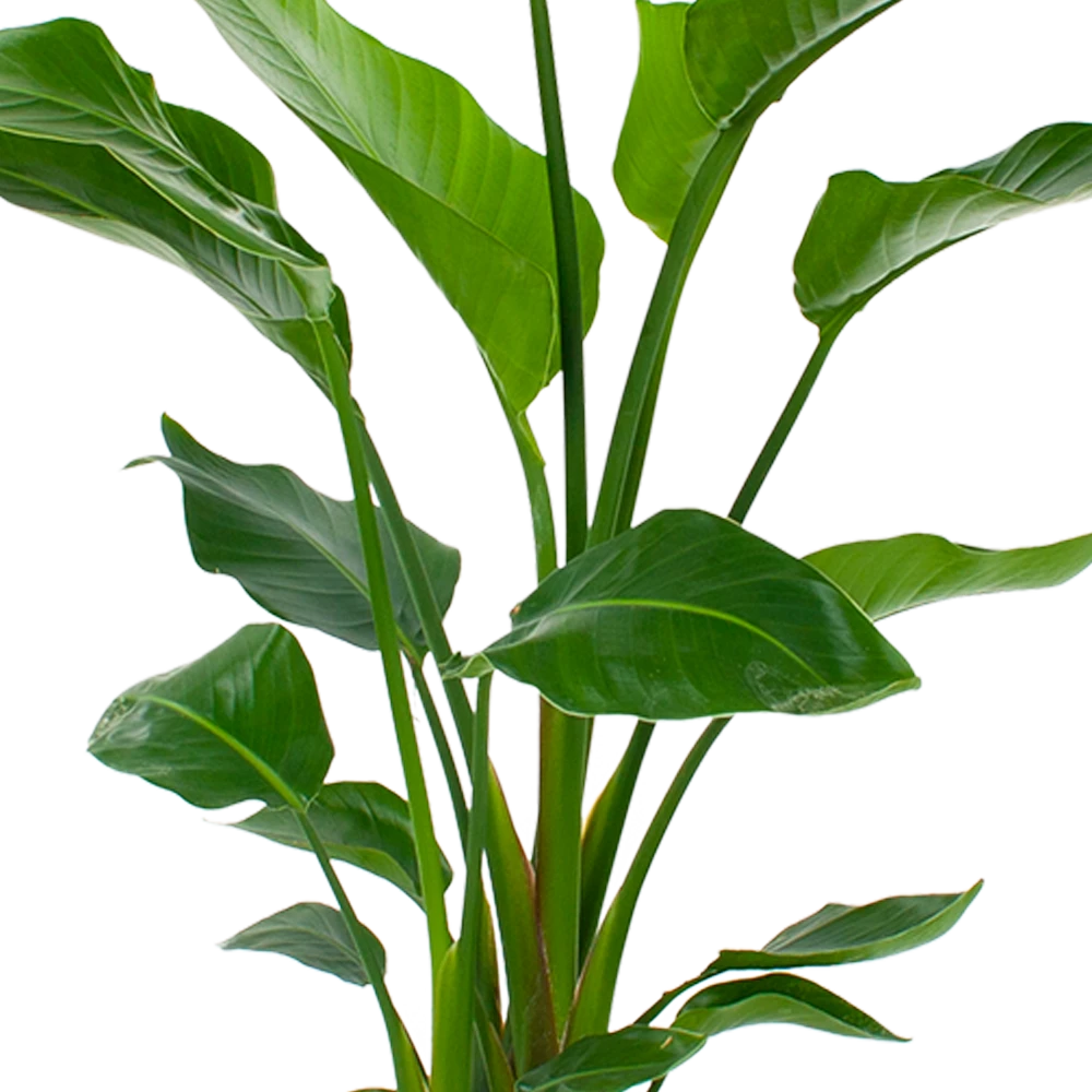 Strelitzia Nicolai - Paradijsvogelpant - P24 H100 - Kamerplant - Afbeelding 2