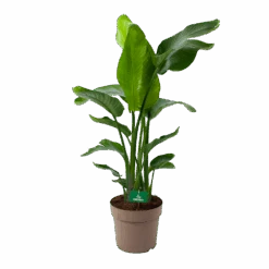Strelitzia Nicolai - Paradijsvogelpant - P30 H130 - Kamerplant