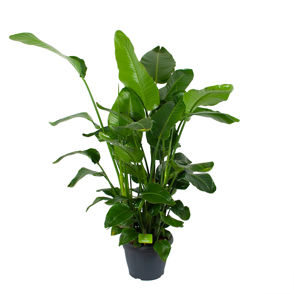 Strelitzia Nicolai - Paradijsvogelplant - P35 H130 - Kamerplant